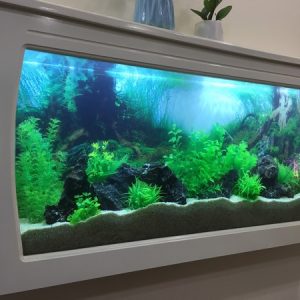 Bể cá treo tường đẹp siêu mỏng tại Hà Nội
