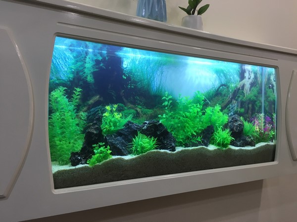 Bể cá treo tường đẹp siêu mỏng tại Hà Nội