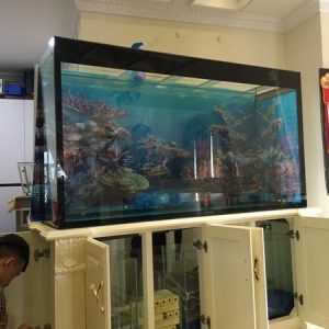Cở sở lắp đặt bể cá rồng trong nhà uy tín chất lượng