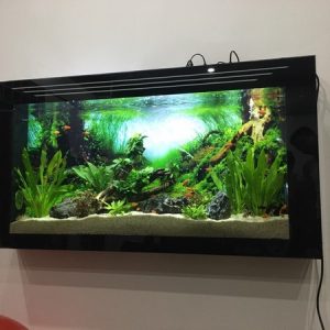 Cùng bể cá treo tường đón tài lộc vào nhà trong năm mới