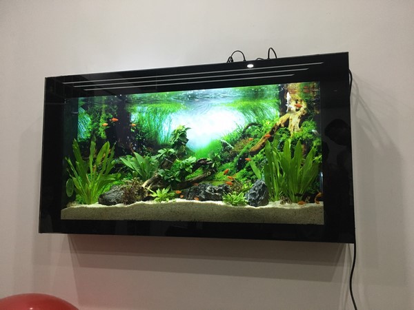 Cùng bể cá treo tường đón tài lộc vào nhà trong năm mới