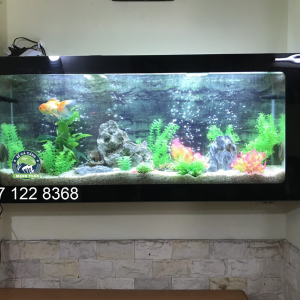 Bể cá treo tường đẹp MT23 được ưa thích nhất tại Hà Nội