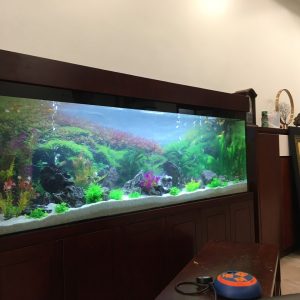 Thiết kế bể thủy sinh nhà chị Oanh Mỹ Đình Hà Nội