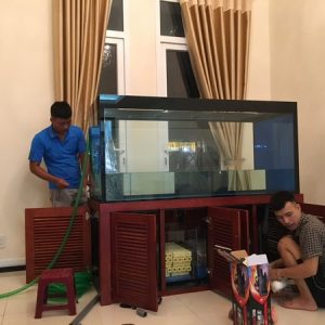 Thiết kế thi công hồ cá rồng chất lượng uy tín tại Hà Nội