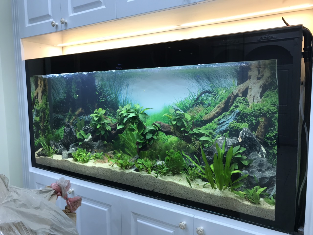 Hoàn thiện bể thủy sinh thật âm tường nhà anh Sỹ ở Xuân La