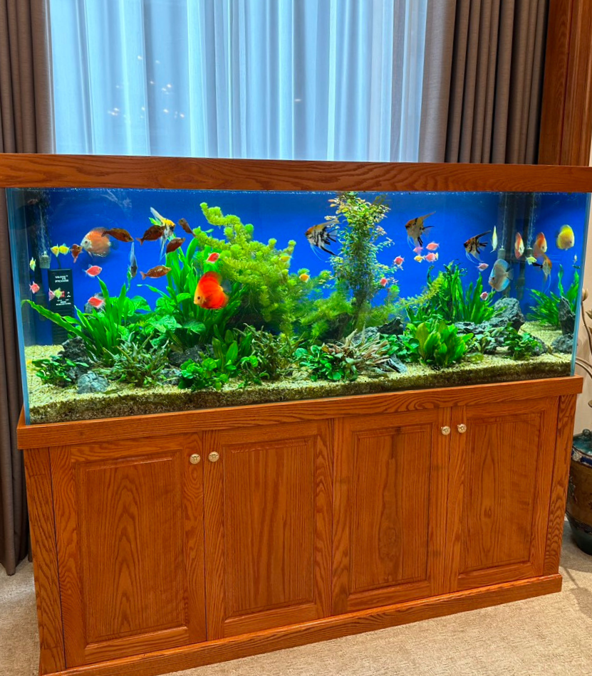 Bể Cá Thủy Sinh
