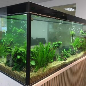 Bể thủy sinh đem hệ sinh thái thu nhỏ đến với ngôi nhà của bạn