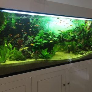 Kinh nghiệm chọn thủy sinh nuôi cá rồng chất lượng, giá tốt nhất