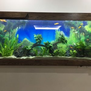 Bể cá treo tường tạo điểm nhấn nổi bật cho không gian sống