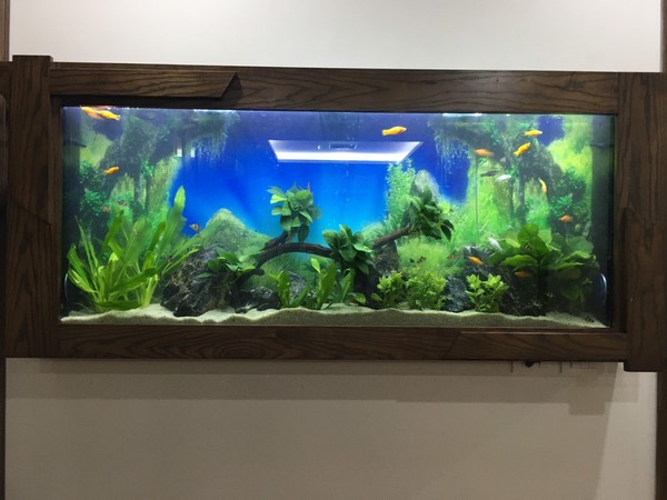 Bể cá treo tường tạo điểm nhấn nổi bật cho không gian sống