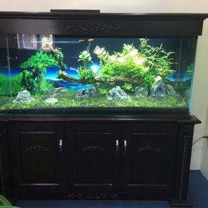 Bể thủy sinh có chân và nắp từ gỗ sồi