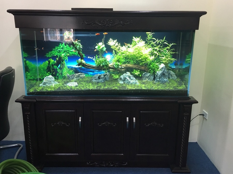 Bể thủy sinh có chân và nắp từ gỗ sồi