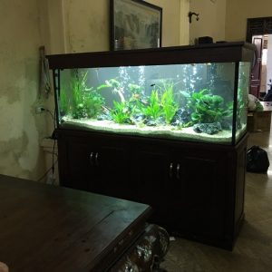 Thiết kế bể thủy sinh cho chủ nhà tại Linh Hiệp Gia Lâm
