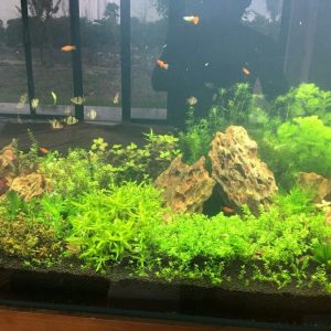 Bể thủy sinh tại Biệt thự Ecopas Long Biên