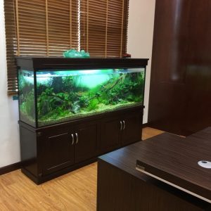 Thiết kế và thi công bể thủy sinh tại Công ty Bảo Việt