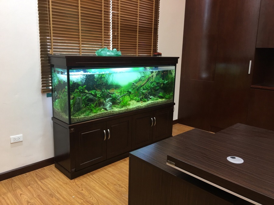 Thiết kế và thi công bể thủy sinh tại Công ty Bảo Việt