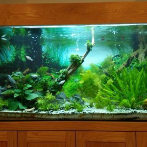 Thiết kế bể thủy sinh cây thật nhà Anh Kiên T4 Time City