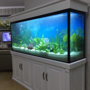 Thi công bể cá cho nhà Anh Hùng ở chung cư Đại Thanh Cầu Tó