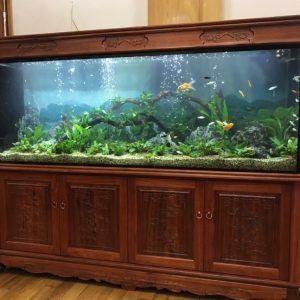 Bể cá thủy sinh nhà anh Trường thị xã Nghĩa Lộ Đẳng cấp sang trọng