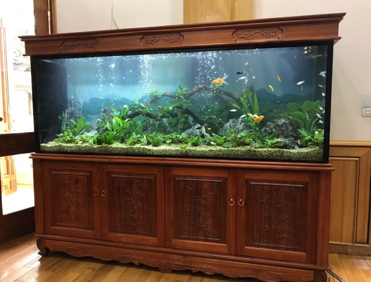 Bể cá thủy sinh nhà anh Trường thị xã Nghĩa Lộ Đẳng cấp sang trọng