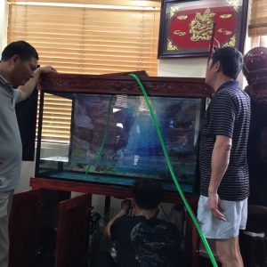 Thi công bể cá rồng của anh Huy tại Mỗ Lao Hà Đông