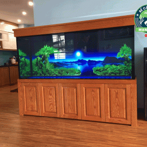 Thiết kế bể cá rồng nhà anh Phương khu đô thị Thanh Hà