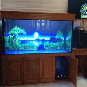 Thiết kế bể cá nhà anh Điệp ở Nam An Khánh