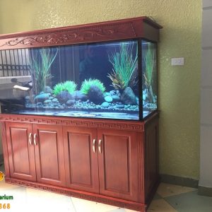 Thiết kế và thi công bể cá rồng cao cấp nhà anh Khánh