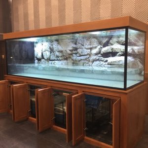 Thiết kế bể cá nhà anh Thắng Thanh Xuân Hà Nội