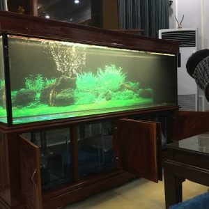 Thiết kế bể cá rồng nhà anh Trọng Thành Phố Việt Trì