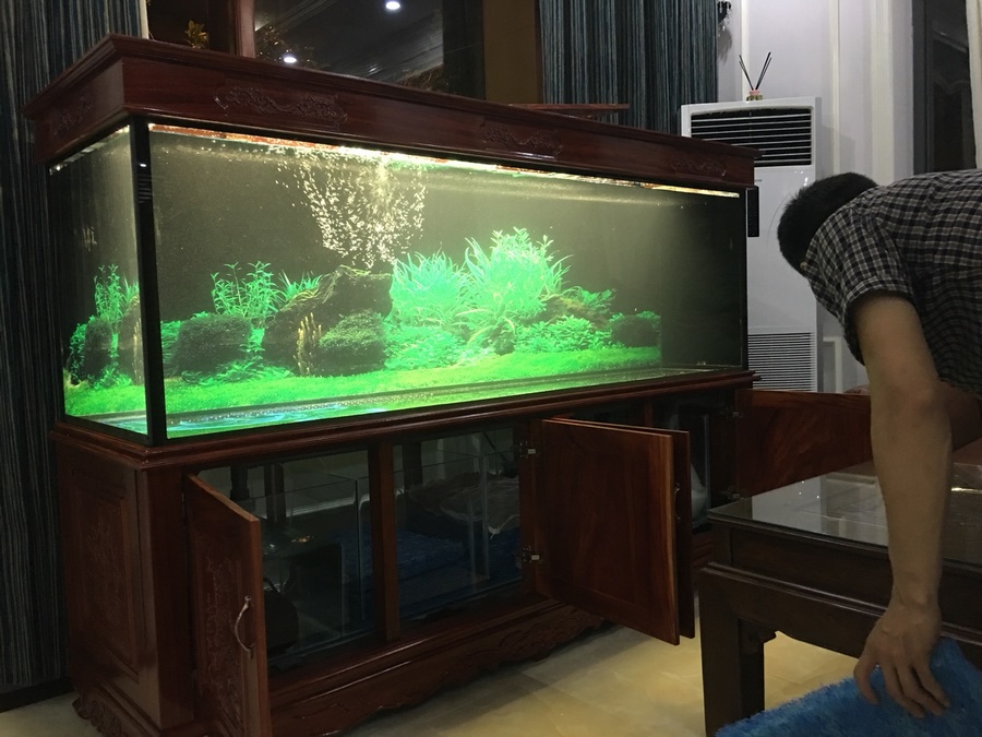 Thiết kế bể cá rồng nhà anh Trọng Thành Phố Việt Trì