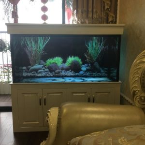 Thiết kế bể cá cho nhà anh Vinh tại chung cư Kim Giang