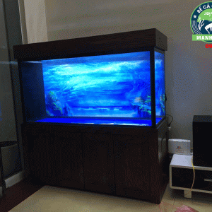 Thiết kế và hoàn thiện bể cá nhà anh Hùng ở Mê Linh