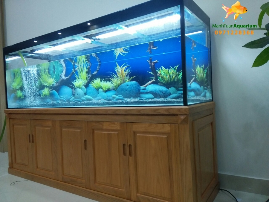 Thiết kế bể cá tại phòng khám Tâm An đường Nguyễn Văn Huyên