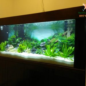 Thiết kế bể thủy sinh cây thật nhà chị Hải 57 Láng Hạ