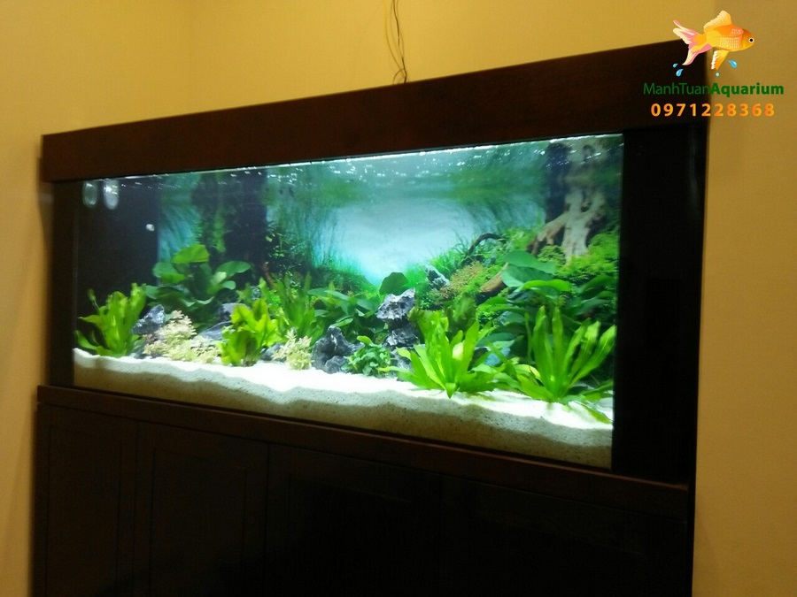 Thiết kế bể thủy sinh cây thật nhà chị Hải 57 Láng Hạ