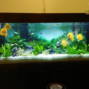 Bể thủy sinh nhà anh Tùng chung cư 6 Minh Khai