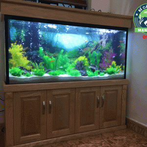 Mẫu bể thủy sinh cây nhựa thi công đẹp, chất lượng