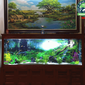 Bể cá thủy sinh nhà chị Nhân ở Sala Hà Đông
