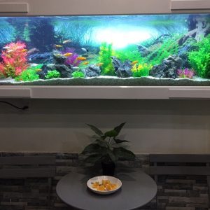 Bể cá treo tường ốp gỗ nhà chị Minh