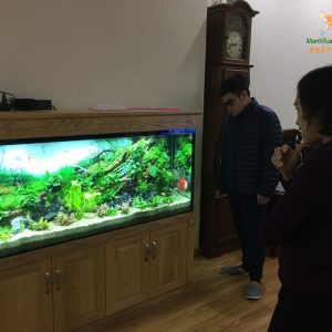 Thi công và lắp đặt bể thủy sinh cây thật tại nhà chú Long