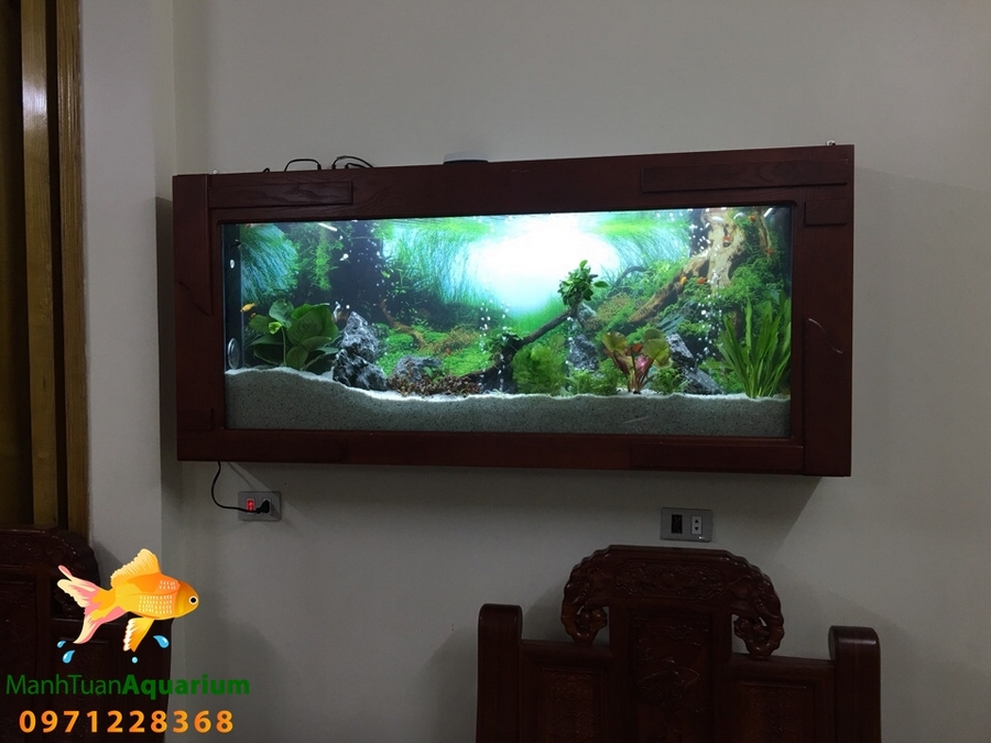 Bể treo tường thủy sinh cây thật nhà cô Ngân 789 – Mỹ Đình