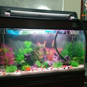 Bể thủy sinh cây nhựa nhà chị Liên giám đốc công ty Dược