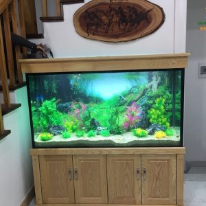 Bể thủy sinh cây nhựa nhà chị Quỳnh biệt thự Vincom Long Biên