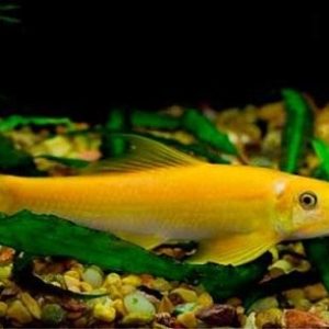 Cá bống vàng dọn bể