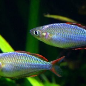 Cá Cầu Vồng Neon – Praecox Rainbow – Melanotaenia praecox
