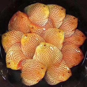 Cá Đĩa Đỏ-Bồ Câu– Lam–Beo Bi–Đỏ Malboro–Red Albino–Vàng