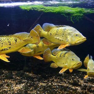 Cá Hoàng Bảo Yến