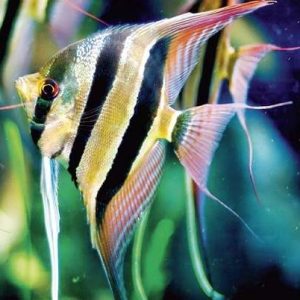 Cá Thần Tiên