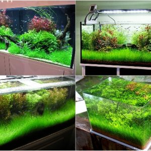 Cây Thủy Sinh đẹp giá rẻ - Mua cây thủy sinh nuôi cá